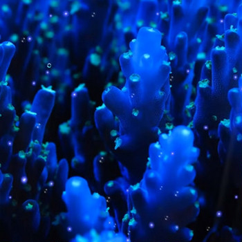 Голубые кораллы