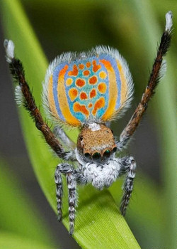 Танцующий павлиний паук