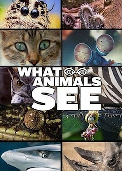 Что видят животные / What Animals See (2... [короткометражный]