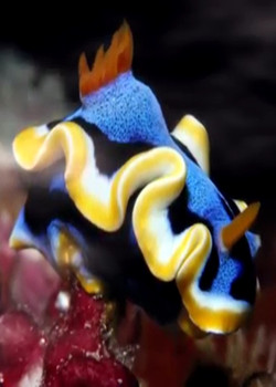 Самые необычные обитатели подводного мира