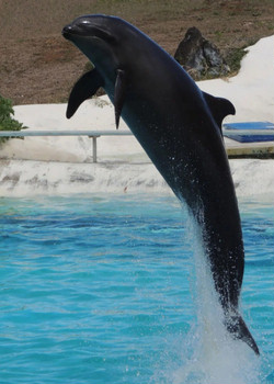Касатко-дельфин