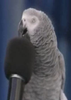 Талантливый попугай